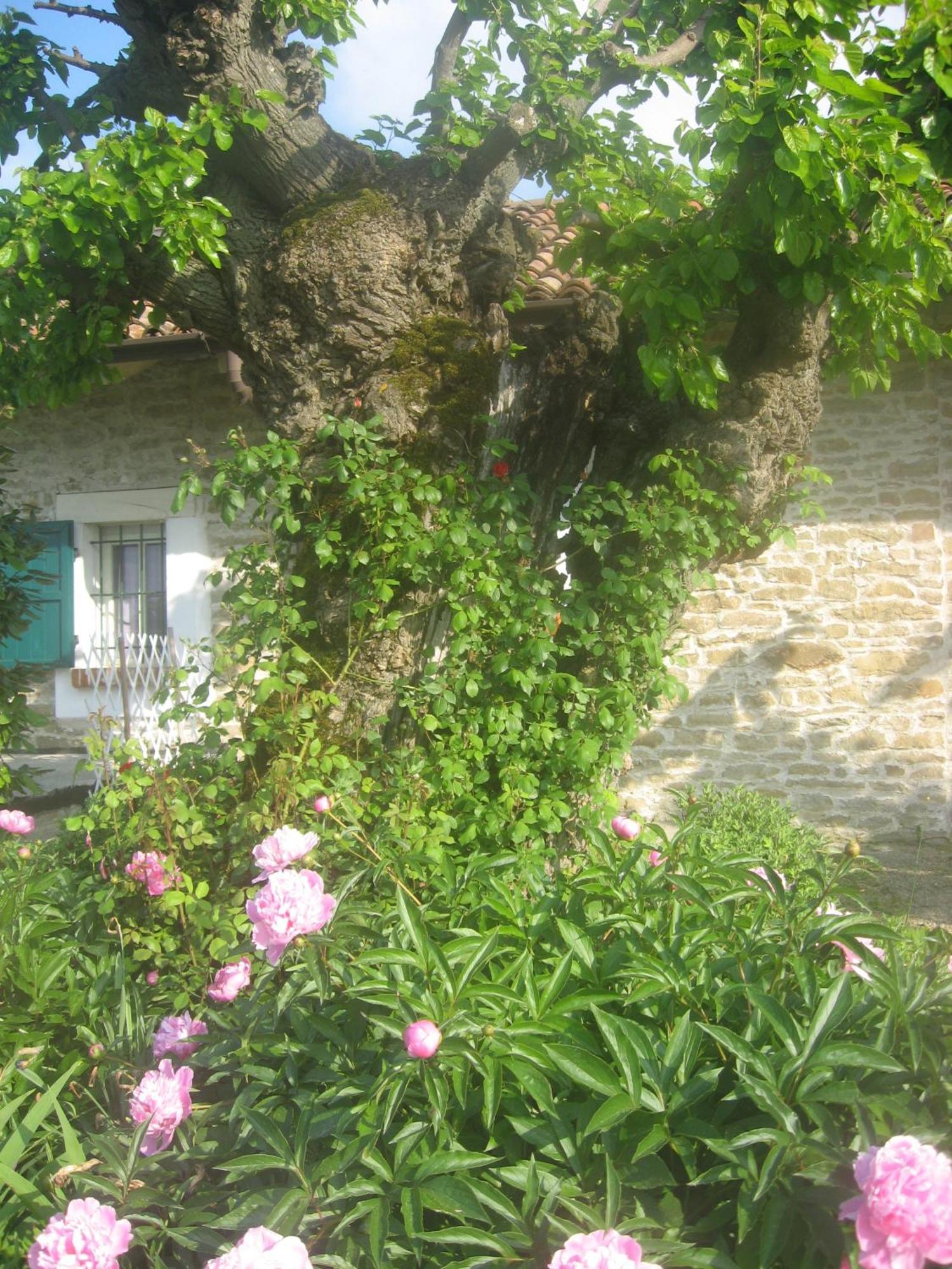 Agriturismo Cascina Serra Cossano Belbo Exteriér fotografie
